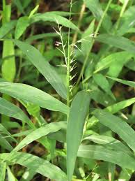 Image result for Oplismenus compositus