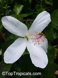 Image result for Hibiscus allenii