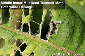 This is the other caterpillar commonly found on milkweeds, in addition to the monarch butterfly caterpillar. I Speak For The Milkweed Tussock Moth Bygl