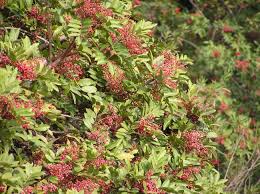 Image result for Triraphis schinzii