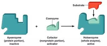 Nih national center for complementary and integrative health: How Does A Coenzyme Function In An Enzyme Catalyzed Reaction Quora