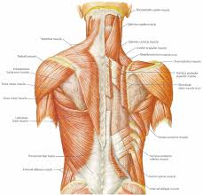 Stay Balanced With Face Pulls Invictus Redefining Fitness Human Anatomy And Physiology Muscle Diagram Muscle Anatomy