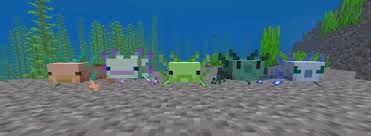 We did not find results for: Cute Axolotl Faces Datapack Ismimiel 1 17 Minecraft Texture Pack