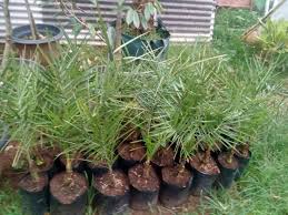 Jual Bibit Kurma Tropis Hibrid Tropis Kebun Tanaman