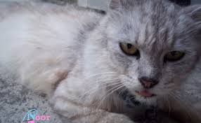 Check spelling or type a new query. Gambar Kucing Parsi