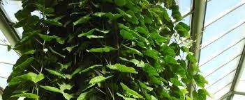 Image result for Adenia rumicifolia