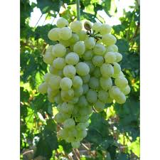 Per indicare con maggior precisione la forma disidratata degli acini di sultanina bianca, sarebbe quindi necessario chiamarla uvetta sultanina o. Sultanina Senza Semi Uva Tavola Barbatella Varita Tradizionale