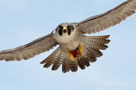 Birds Of Prey Common Sense Media Peregrine Falcon Banding Day In Providence 2013 Bird Facts Peregrine Falcon Falcons