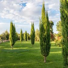 Image result for Cupressus sempervirens