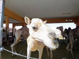 From bedouin trax by eomac. Al Ain A Desert Oasis In The Emirates Gonomad Travel