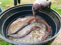 Joran hangat.subscribe for more lihat video lain ruclip.com/video/bq4fblxwp0q/видео.html. Umpan Ikan Keli Juragan Kolam Menanti Sahabat2 Kita Tgok Juragan Tewas Ditangan Sapa Semoga Kita Sama2 Juara Admin X Turun Hehe Facebook