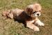 Lhasa Apso Short Hair Black