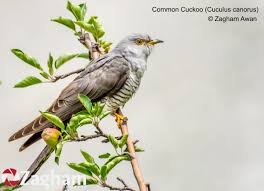 Birding Archives Birdseye Nature Apps