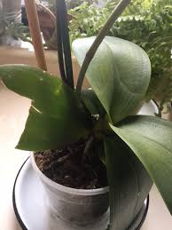 However, is it really necessary to be concerned if orchid … orchid leaves turning yellow: Orchid Leaves Broken Split Orchid Leaves Orchids Orchid Plants