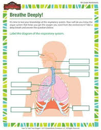 Pin On Teach Body Systems