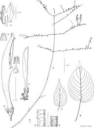 Image result for Isoglossa pawekiae