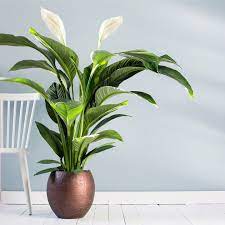 Pin Op Interior And Decoration
