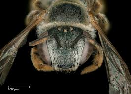 Image result for Lipotriche