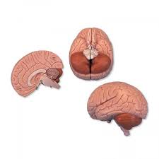 Brain Model In 2 Parts Brain Anatomy Brain Models Human Brain Anatomy