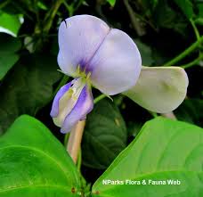 Image result for Vigna unguiculata