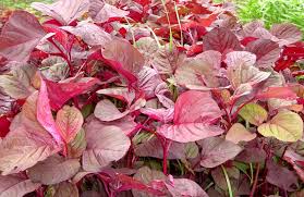 Untuk nama ilmiah atau nama latin bagi tumbuhan diatur oleh kode internasional tata nama tumbuhan (international code of botanical bagi kalian yang ingin mengetahui nama latin tumbuhan seperti, nama latin bunga, nama latin buah dll kalian bisa mengunjungi link berikut. Daftar Nama Ilmiah Tumbuhan Tanaman Bibitbunga Com