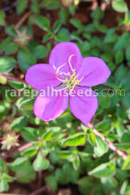 Image result for Heterotis rotundifolia