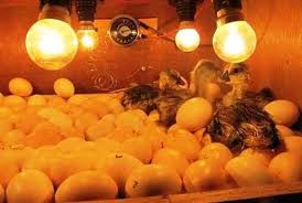 Check spelling or type a new query. Dispertan Bantenprov Go Id Teknik Tepat Menetaskan Telur Bebek