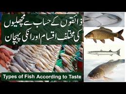 Fish Types Of Fishes According To Their Taste Trout Tilapia Rohu Mushka Grass Pomfret Tuna Youtube Types Of Fish Pomfret Fish