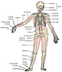 The spinous process of c7 known as the vertebral prominens is easily palpable at the. Human Bone Anatomy Artstudios Human Bones Anatomy Body Bones Human Anatomy And Physiology