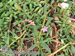 Image result for Sesuvium portulacastrum