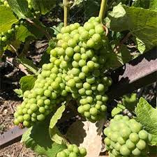 Maybe you would like to learn more about one of these? Grape Vines For Wine Making Nurseries Online