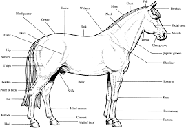 Pin On Animal Coloring Pages