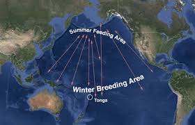Scientists Who Have Tracked Humpback Migration For The Past Seven Years Are Baffled By How Little The Whales Deviate From The Great Whale Whale Migration Whale