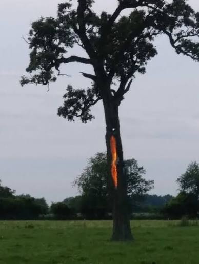 trees will occasionally be hit directly by lightning, causing the tree to burn from the inside or even sometimes just outright explode the tree doesn't burn the way you would think a