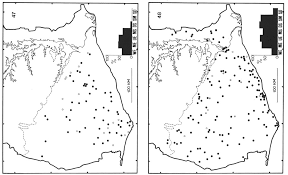 Image result for Oncinotis glabrata