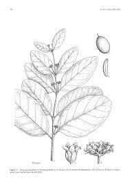 Image result for Allocassine laurifolia