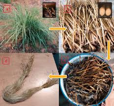 Image result for Fimbristylis madagascariensis