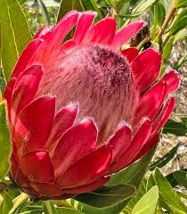 Image result for Ipomoea protea