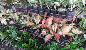 But if you simply look at a flower in the field, you'll keep it forever. Tempat Jual Bunga Aglaonema Murah Dijamin Lengkap Dan Berkualitas Aplikasi Pertanian Media Agribisnis Gdm Agri