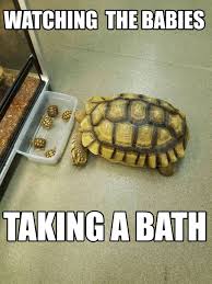 Funny Turtle Meme Turtle Animal Meme Turtles Funny Silly Animals Cute Turtles