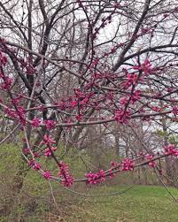We did not find results for: Iowa Department Of Natural Resources The Redbud Blooms Are Almost Ready To Open At Red Haw State Park Peak Bloom Usually Occurs In Mid April To Mid May Depending On Weather Call