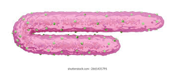 Image result for Filoviridae