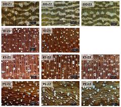 Image result for Isoberlinia doka