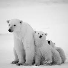 Happy Internationalpolarbearday What S A Better Way To Celebrate These Beloved Arctic Dwellers Than By Taking A Stand To Support Polar Bear Bear Species Bear
