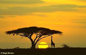 We did not find results for: 20 Huisache Other Acacia Trees Ideas Acacia Tree Acacia Tree