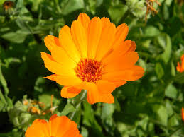 Check spelling or type a new query. Calendula Flower Orange Garden Free Photo On Pixabay