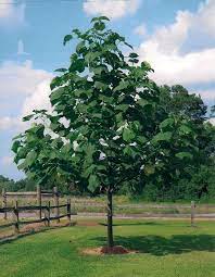 Maybe you would like to learn more about one of these? Application Firewall Error Empress Tree Fast Growing Trees Growing Tree