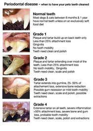 Maybe you would like to learn more about one of these? Dental Cleanings Low Cost High Quality Veterinary Services
