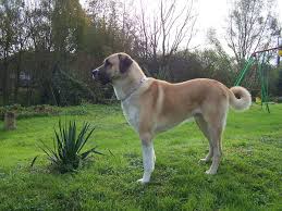 Anatolian Shepherd Wikipedia