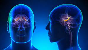 Demência Frontotemporal - O que é, Sintomas e Tratamentos | Dicas de Saúde